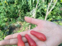 -呼伦贝尔大草原