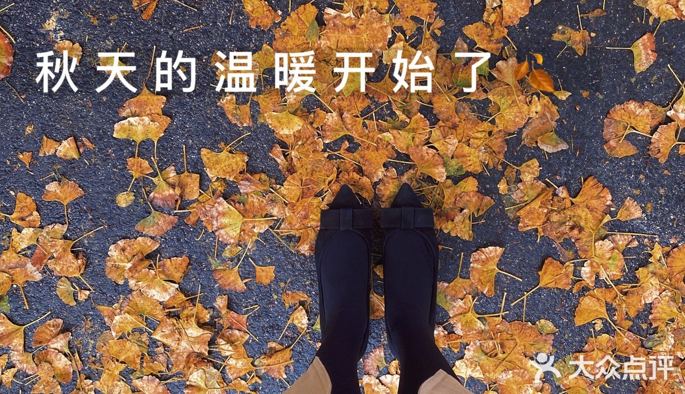 八大关的枫叶