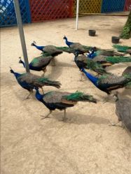 -萌宠亲子动物乐园(槐房万达店)