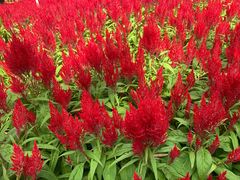 -松山湖梦幻百花洲