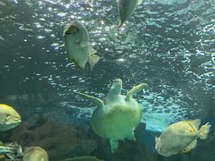 -上海海洋水族馆