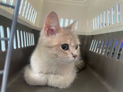 -纳吉亚猫专科动物医院·北北分院