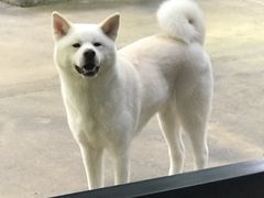 -TrueLove @ Neverland (Husky Cafe)
