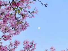 -天适樱花悠乐园