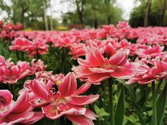 -国家植物园