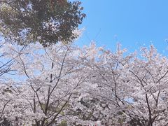 -徐家汇公园