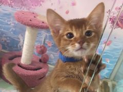 -糯米喵星人总部直营旗舰店·猫舍·幼猫出售