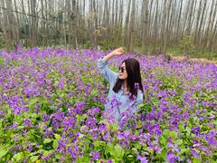 -合肥滨湖国家森林公园