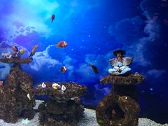 -芜湖新华联大白鲸海洋公园