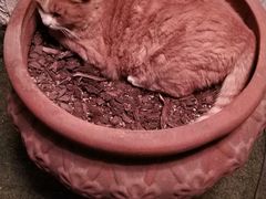 -Sirena海妖日咖夜酒