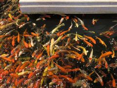 -龙悦湾酒家·八阵鱼生·渔人码头店