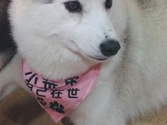 小苹果-Husky Go! 哈士奇体验馆·宠物咖啡厅狗咖