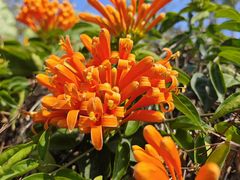 -福田红树林生态公园