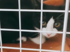 -宠福鑫康馨动物医院·骨科·眼科