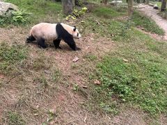 -都江堰中华大熊猫苑