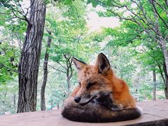 -宫城藏王狐狸村