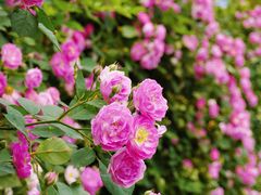 -天鹅湖体育公园