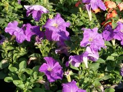 -哈尔滨文化公园