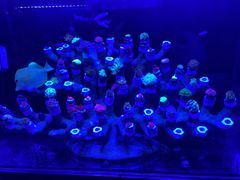 -青石桥花鸟鱼虫市场(叠翠城店)