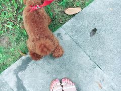 -瑞派旺宝宠物医院·犬猫全科综合·尿道专科(莲兴院)