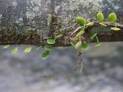 -菁桐火车站