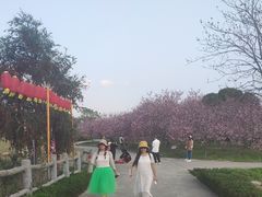 -天适樱花悠乐园