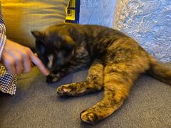 -Sirena海妖日咖夜酒