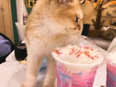-飞行喵MR PILOT|猫舍·猫咖(静安大融城店)