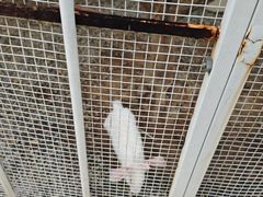 -福建鲤鱼洲酒店