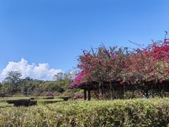 -中国科学院西双版纳热带植物园