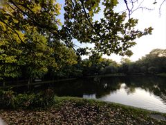 -上海共青森林公园