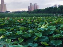 -前关湿地公园