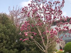 -北京国家会计学院