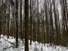 -武陵山森林公园