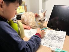 -momokira米努特·德文卷毛猫·棉花面纱犬