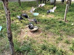 -保定市动物园
