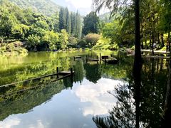 -深圳仙湖植物园