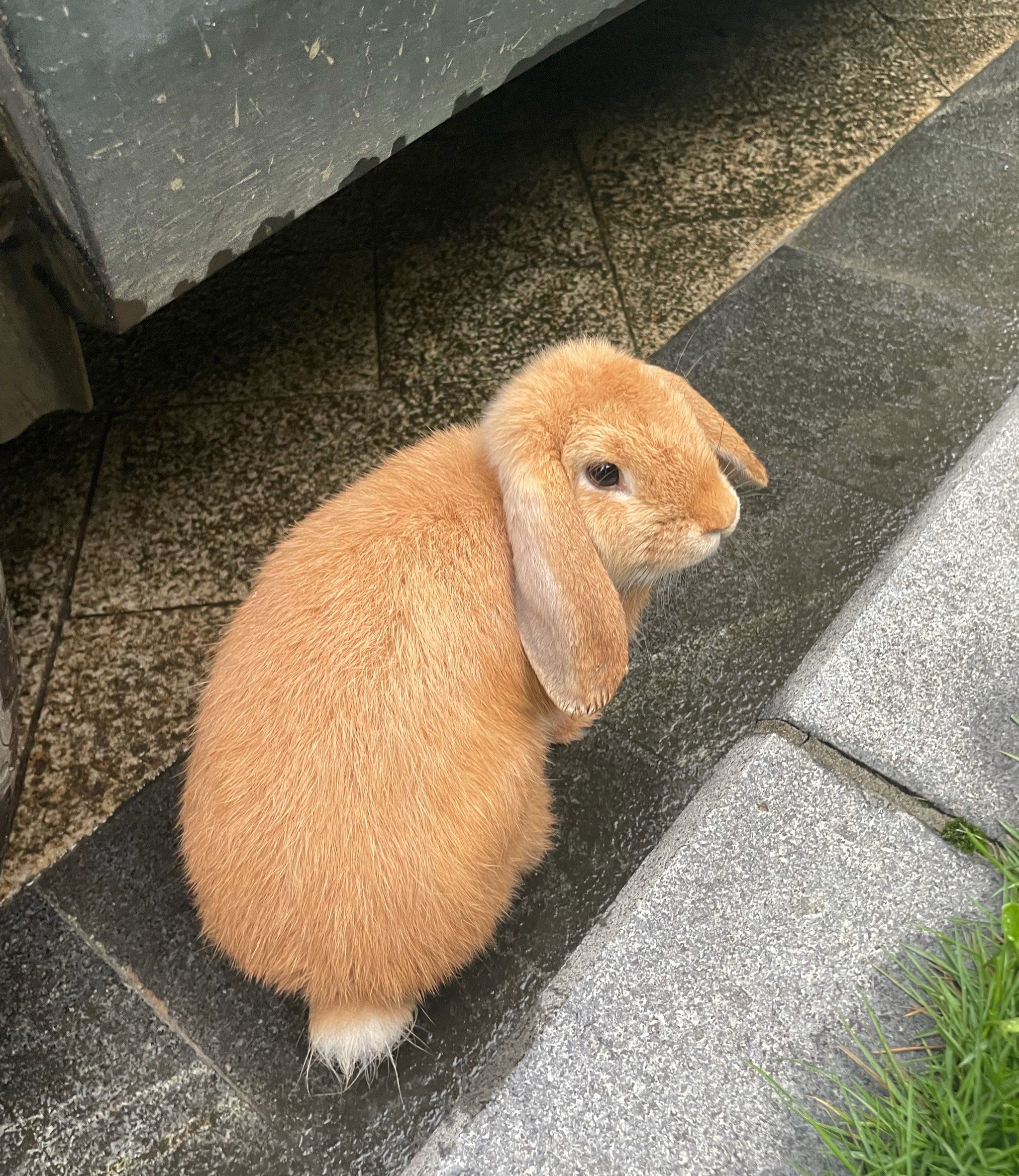 这是谁家的兔子92溜出来了～

到家门口,看到一只黄色的大肥兔