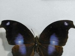 -上海昆虫博物馆