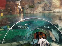 -上海海洋水族馆