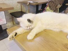 -平行世界·猫咖(首经贸店)