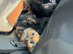 -芭比堂动物医院·CT·微创中心(新顺分院)