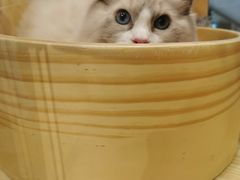 -屋虎猫馆(宝安大仟里店)