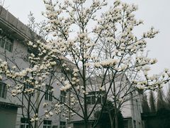 -黄海国家森林公园