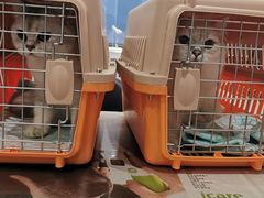 -伟伟宠物医院·CT影像中心·瑞派犬猫综合性门诊(汉口总院)