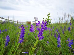 -敕勒川草原文化旅游区