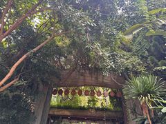 -西双版纳原始森林公园
