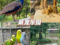 -森波拉奇妙世界