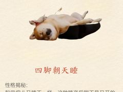 -北京派仕佳德动物医院·超导核磁·CT·神经科·骨科·内外科·急重症管理中心