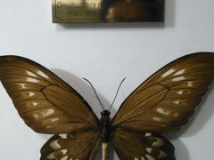 -上海昆虫博物馆